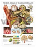 Pharynx & Larynx Anatomical Chart