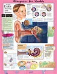 Blueprint For Health Your Ears Anatomical Chart