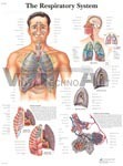 The Respiratory System - Anatomical Chart