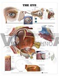 Eye Anatomical Chart