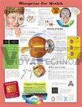 Blueprint For Health Your Eyes Anatomical Chart - Paper