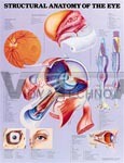 Structural Anatomy Of The Eye Anatomical Chart - Paper