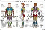Exercise And Muscle Guide Anatomical Poster - Male