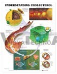 Understanding Cholesterol Anatomical Chart - Laminated Paper, 20"x26", Green | Lipoprotein Structure, Cholesterol Transport, Atherosclerosis, Liver Function