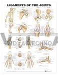 Ligaments Of The Joints Anatomical Chart