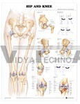 Tabella Anatomica Dell'anca E Del Ginocchio | Poster Medico 50x66 Cm Con Illustrazioni Dettagliate Di Ossa E Legamenti | Edizione Aggiornata Per Studi E Cliniche