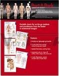 PortAPack Systems Set: Volume 1 - Muscular, Skeletal, Nervous, Circulatory, And Digestive