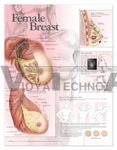 The Female Breast Anatomical Chart - Paper 20"x26" Pink, Visual Guide with BSE Instructions and Detailed Anatomy