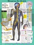 Blueprint For Health - Your Brain & Nerves - Anatomical Chart