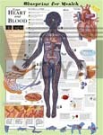 Blueprint For Health Your Heart And Blood Anatomical Chart
