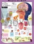 Blueprint For Health Your Taste And Smell Anatomical Chart