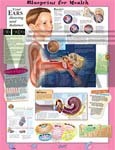 Blueprint For Health Your Ears Anatomical Chart - Paper, 20"x26", Pink | Ear Anatomy, Hearing Process, Balance System, Educational Tool