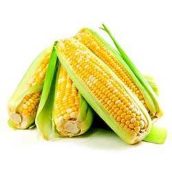 Fresh Yellow Maize