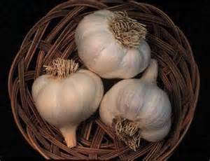 garlic
