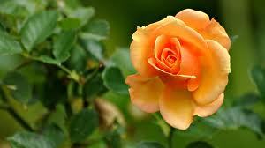 yellow rose (gold strick)