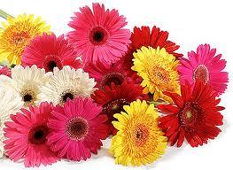 Gerbera