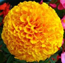 Marigold Flowers