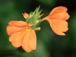 Crossandra or fire cracker