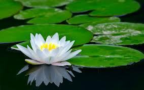 Water lily or lotus