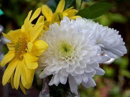 chrysanthemum