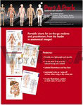 PortAPack Systems Set: Volume 1 - Muscular, Skeletal, Nervous, Circulatory, And Digestive