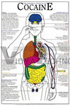 Harmful Effects Of Drug Chart - Laminated Paper 24x36 Inches Blue, Informative Educational Safety-Focused