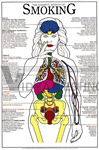 Harmful Effects Of Smoking Chart