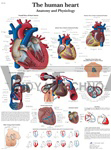 Human Heart - Anatomical Chart 