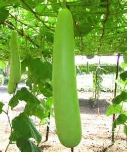 Bottle Gourd