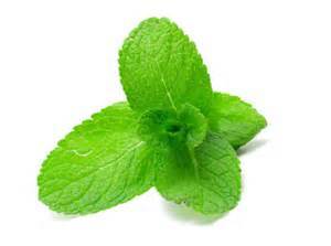 Mint