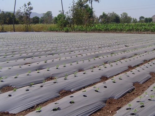 Silver & black Mulching Film Silver & black Mulching Film