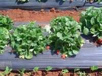 Black Mulching Film