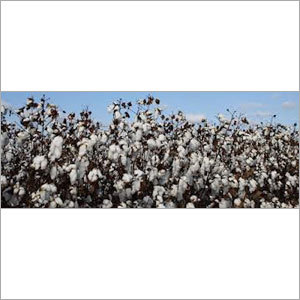 Organic Cotton Seed