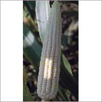 Hybrid Maize Seeds