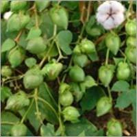 Hybrid Cotton Seeds By SAFAL SEEDS AND BIOTECH LTD.