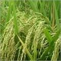 Hybrid Paddy