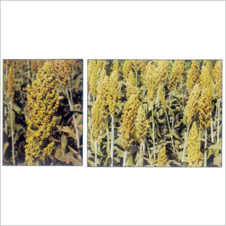 Hybrid Sorghum