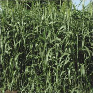 Forage Sorghum