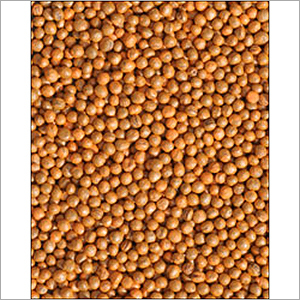 Seeds