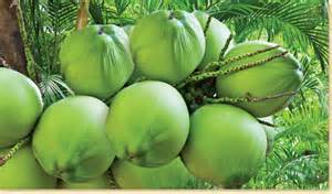 Coconut