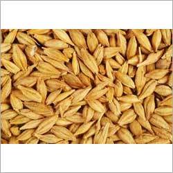 Barley