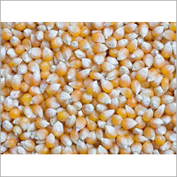 Yellow Maize Seeds