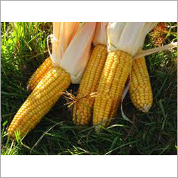 Yellow Maize