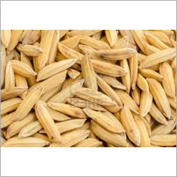 Rice Seeds