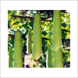 Bottle Gourd