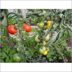 Natural Vegetable Seeds