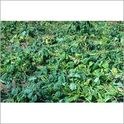 Green Vegetable Seeds