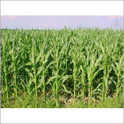 Wheat Seeds