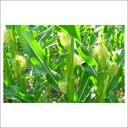 Hybrid Wheat Seeds