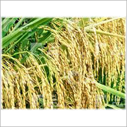 Non Hybrid Wheat Seeds